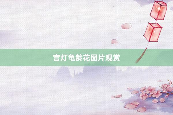 宫灯龟龄花图片观赏