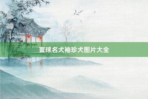 寰球名犬袖珍犬图片大全
